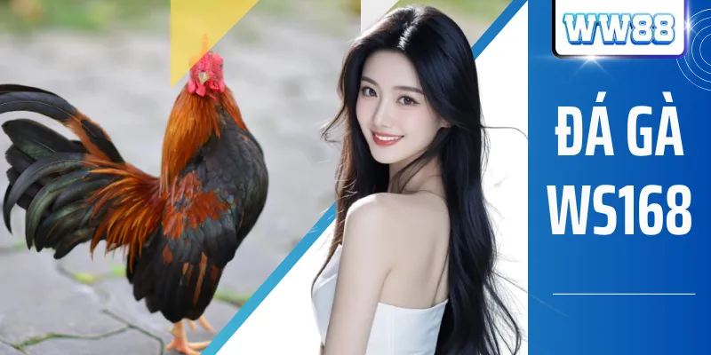 Đá Gà WS168 Với 30+ Trường Gà Live 4K, 2.000+ Trận Mỗi Ngày